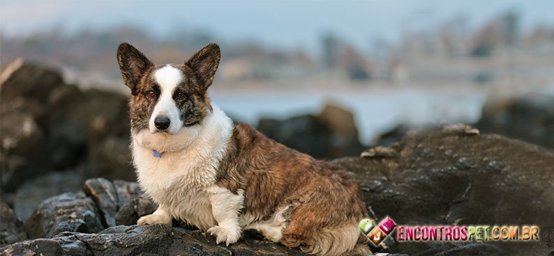 Welsh-Corgi-Cardigan Welsh-Corgi-Cardigan03