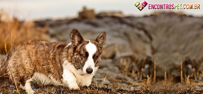 Welsh-Corgi-Cardigan Welsh-Corgi-Cardigan04