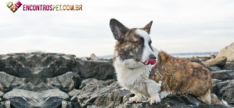 Welsh-Corgi-Cardigan Welsh-Corgi-Cardigan05