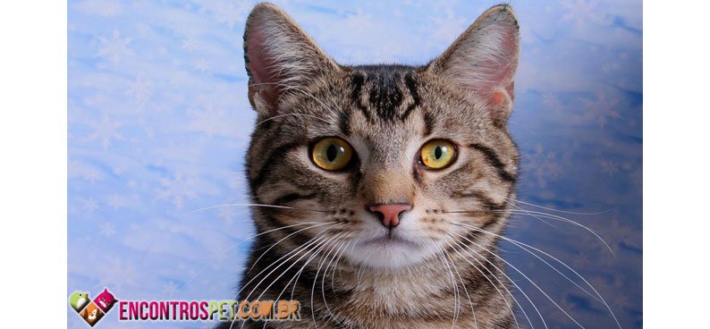 American-Shorthair-01