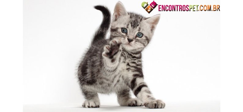American-Shorthair-03