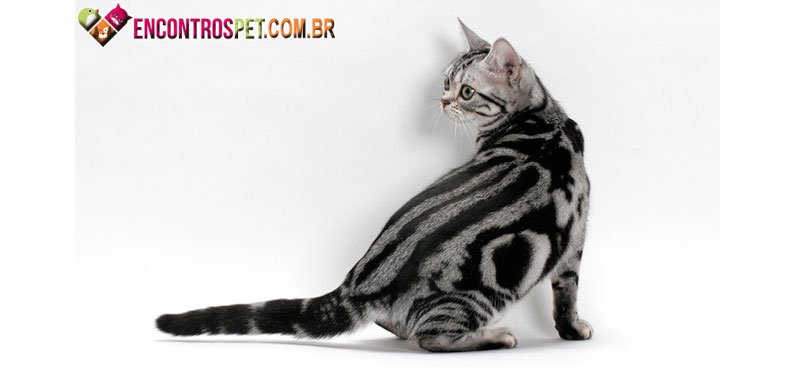 American-Shorthair-05