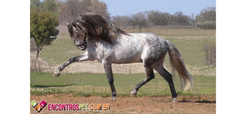 Andaluz-02