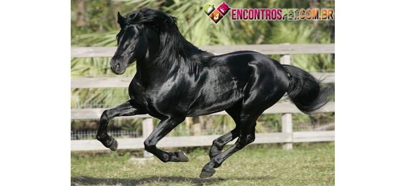 Andaluz-03
