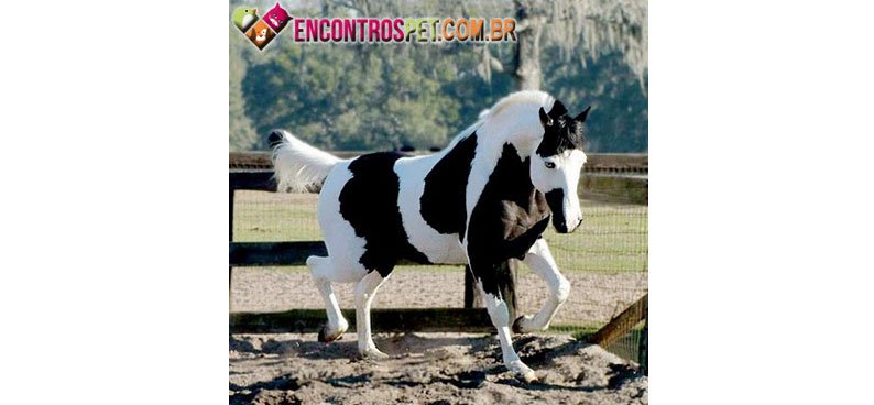Andaluz-04