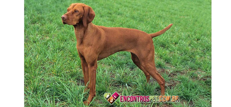 Braco-Hungaro-de-Pelo-Curto-01