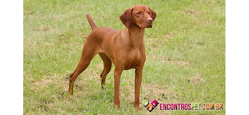 Braco-Hungaro-de-Pelo-Curto-02
