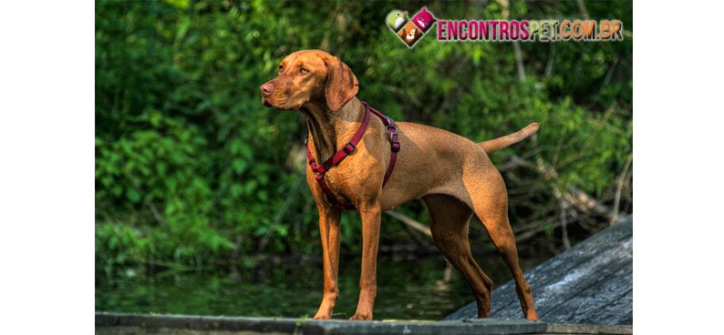 Braco-Hungaro-de-Pelo-Curto-03