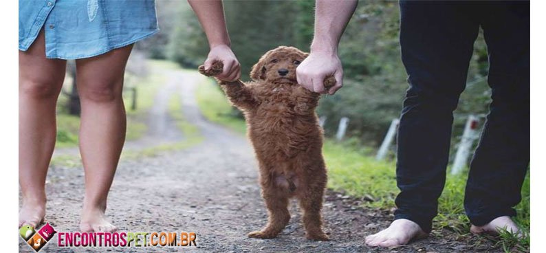 Cachorro-casal1