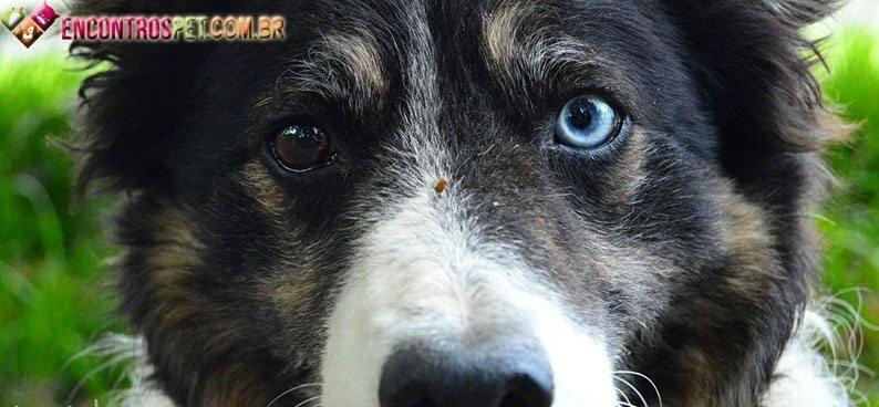 Cachorro-com- Heterocromia Cachorro-com- Heterocromia
