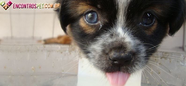 Cachorro-com- Heterocromia Cachorro-com- Heterocromia02