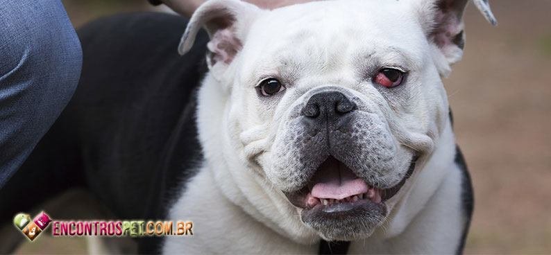 Cachorro-com-catarata