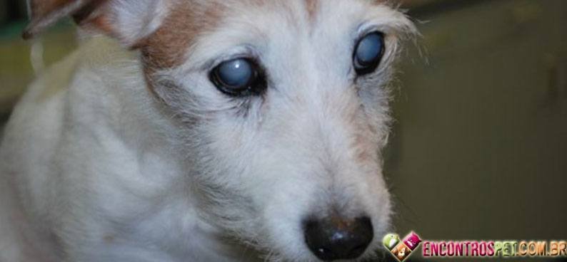 Cachorro-com-catarata01