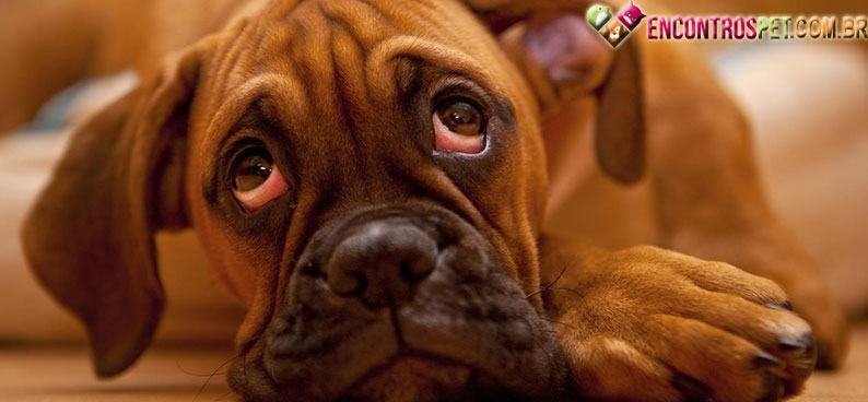 Cachorro-com-olho-vermelho Cachorro-com-olho-vermelho01