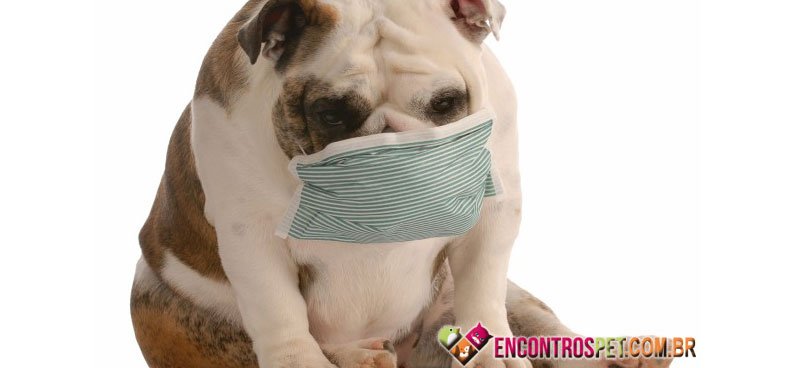 Cachorro-doente-02