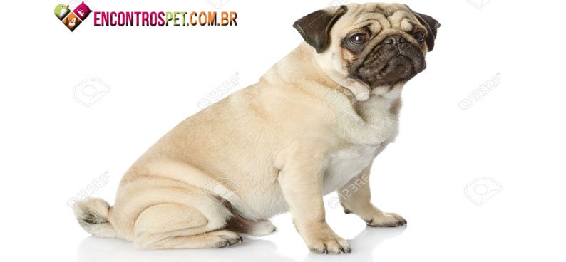 Cachorro-fezes-01