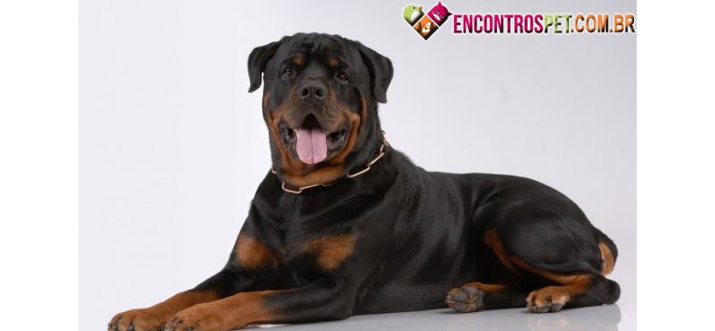 Cachorro-fezes-02