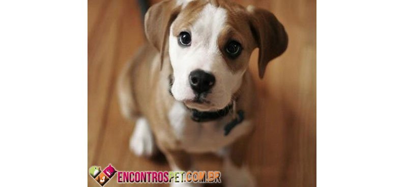 Cachorro-fezes-03
