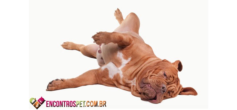 Cachorro-fezes