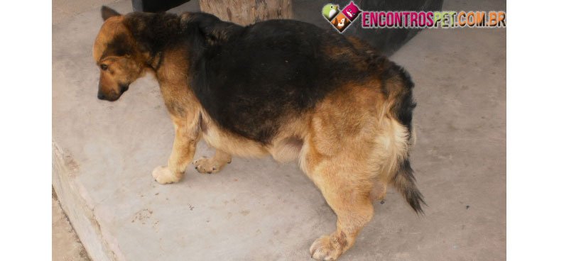 Cachorro-inchaco-01