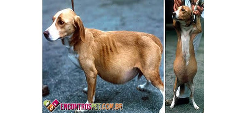 Cachorro-inchaco-05