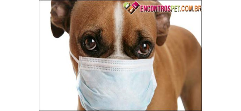 Cachorro-nariz-entupido-01