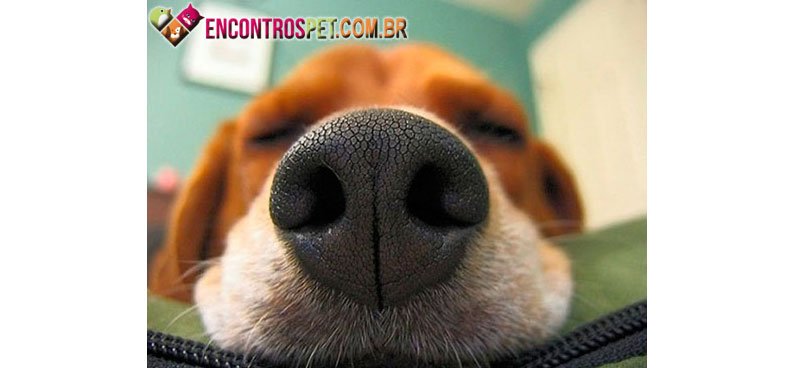 Cachorro-nariz-entupido-02