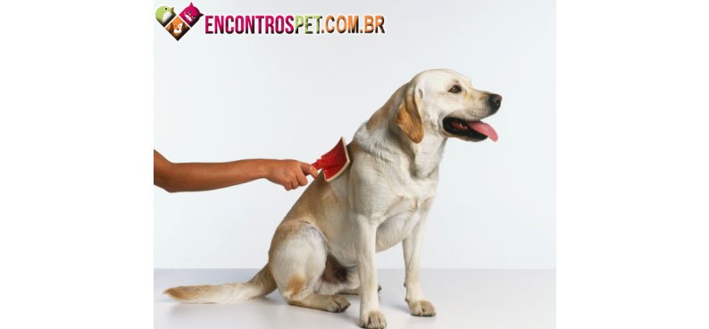 Cachorro-queda-pelo-01