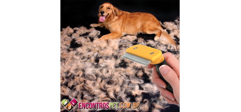 Cachorro-queda-pelo-03