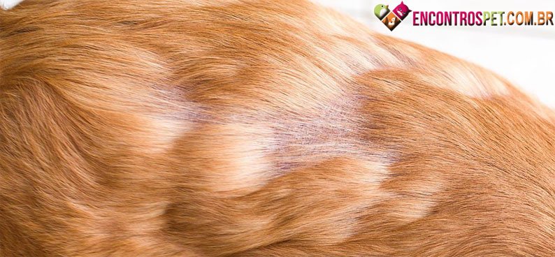 Cachorro-queda-pelo