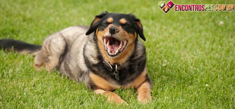 Cachorro-tosse-02
