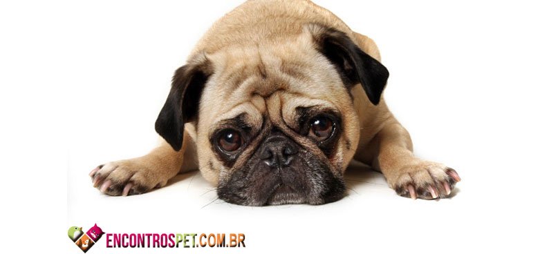 Cachorro-vermes