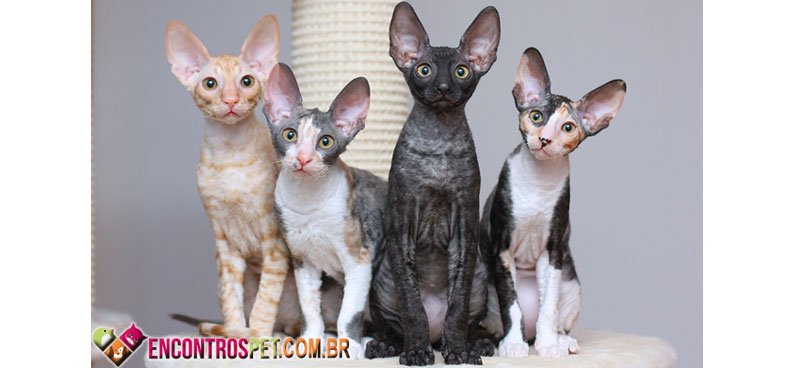Cornish-Rex-01
