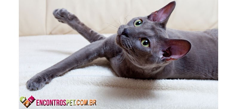 Cornish-Rex-02