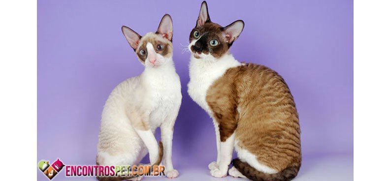 Cornish-Rex-03