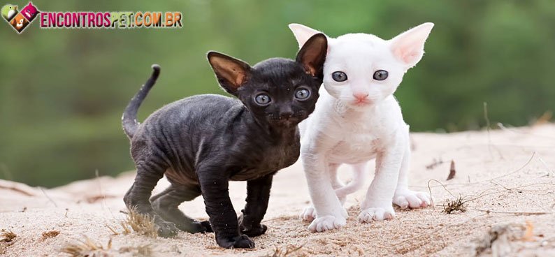 Cornish-Rex-05