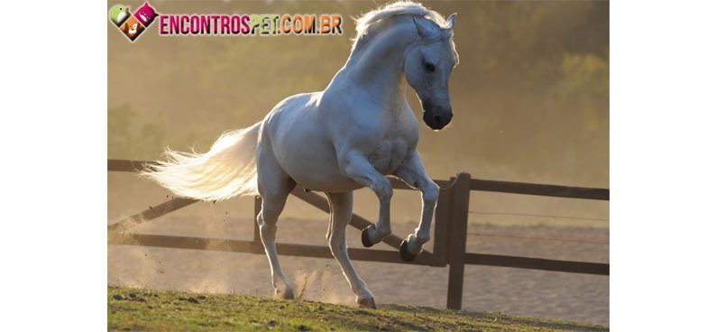 Mangalarga-02