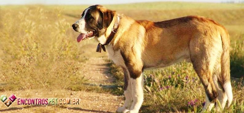 Rafeiro-do-Alantejo