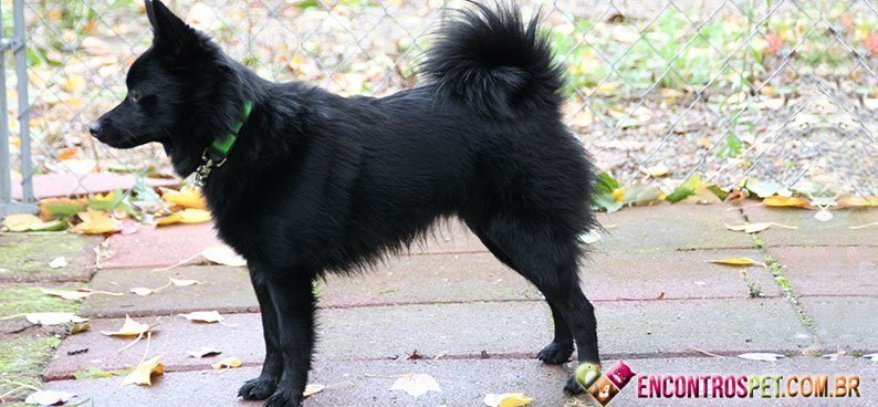 Schipperke01