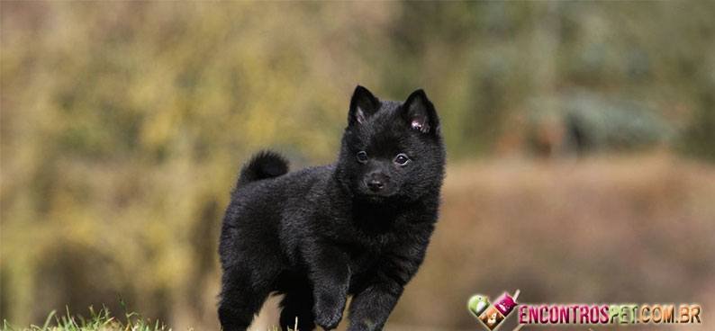 Schipperke02