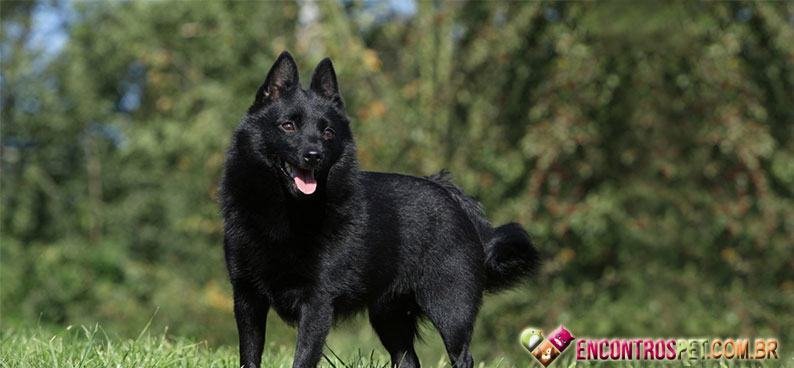 Schipperke03