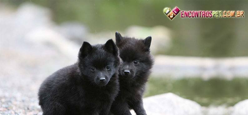 Schipperke04