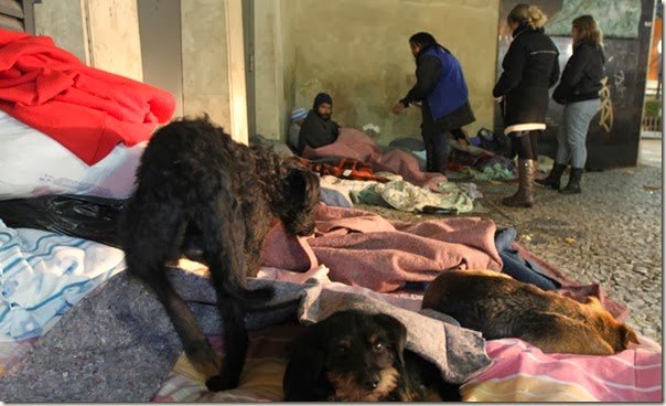 caes-moradores_thumb1