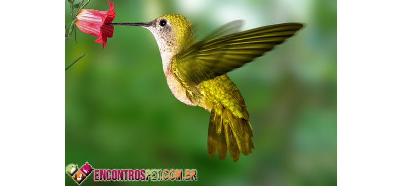 Beija-flor-02