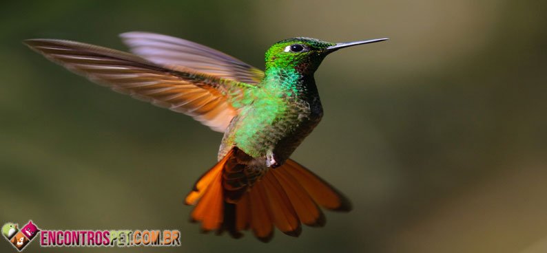 Beija-flor