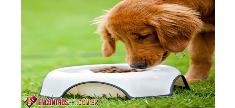 Cachorro-comendo-02