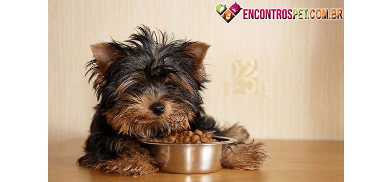 Cachorro-comendo
