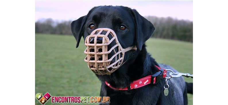 Cachorro-focinheira-02