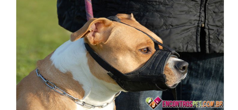 Cachorro-focinheira