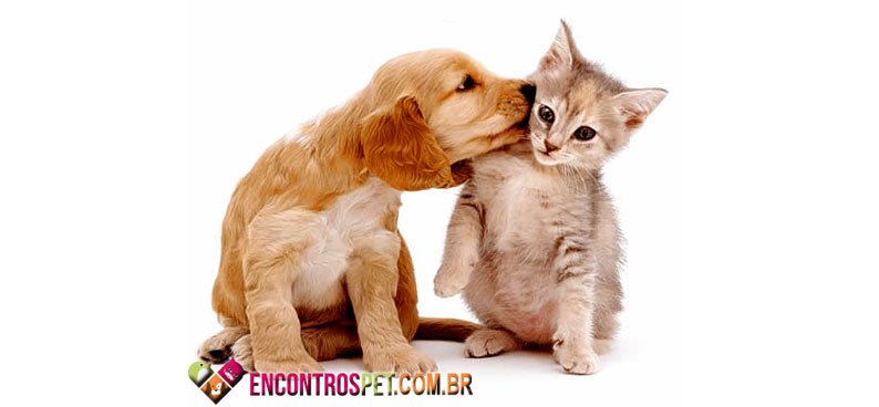 Cachorro-gato